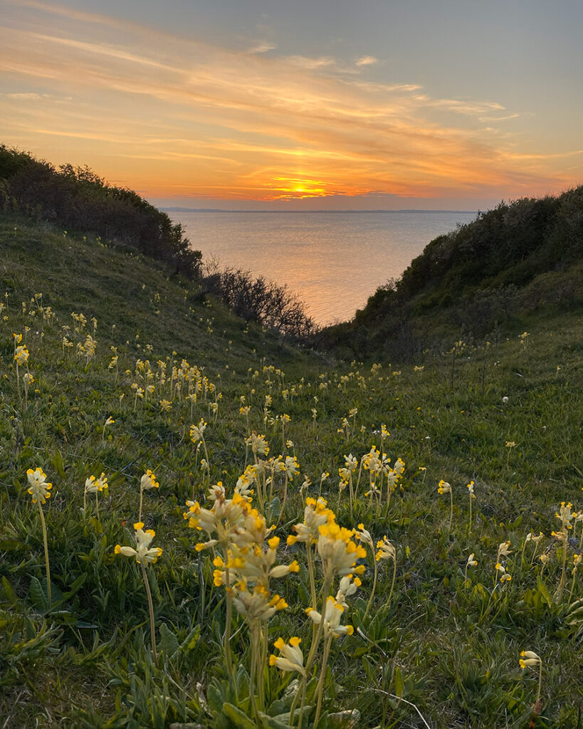 Solnedgang set fra blomstrende slugt ned mod fjorden