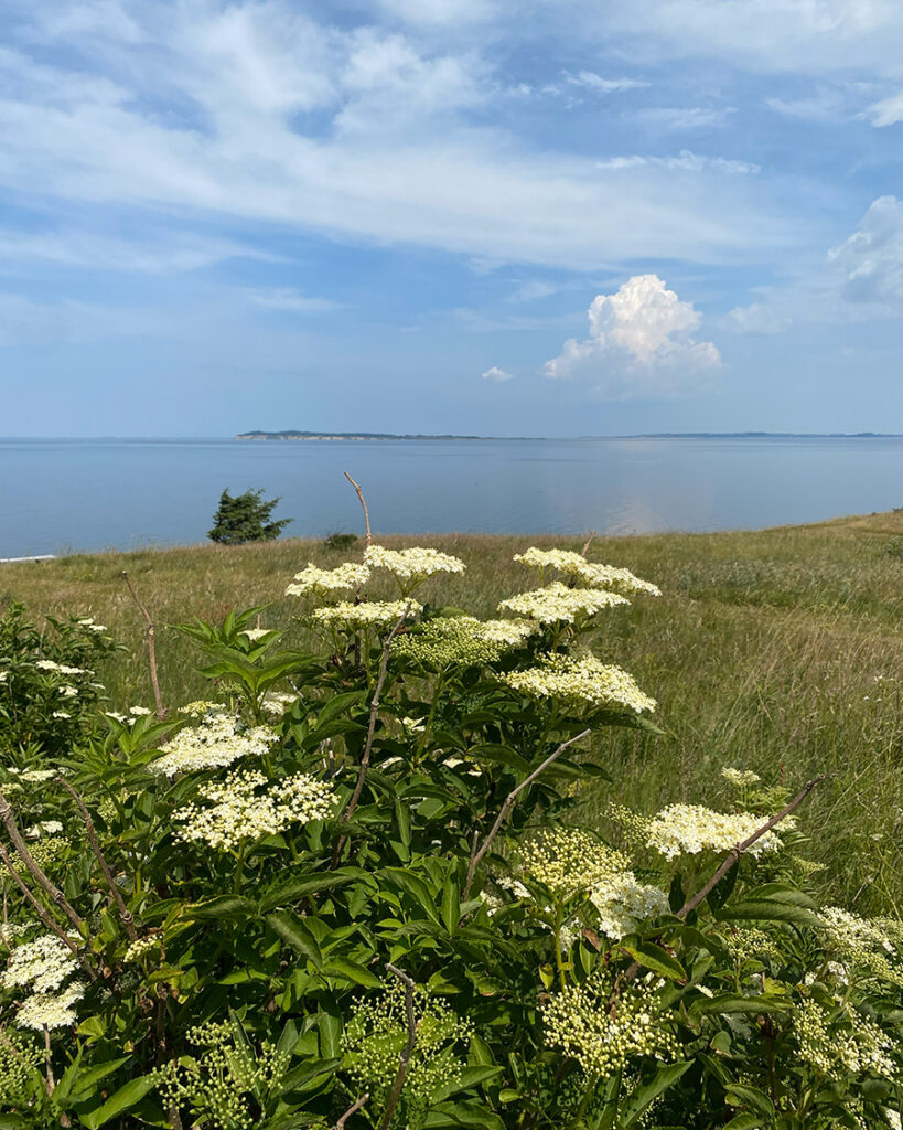 Hyldeblomster med fjorden i baggrunden