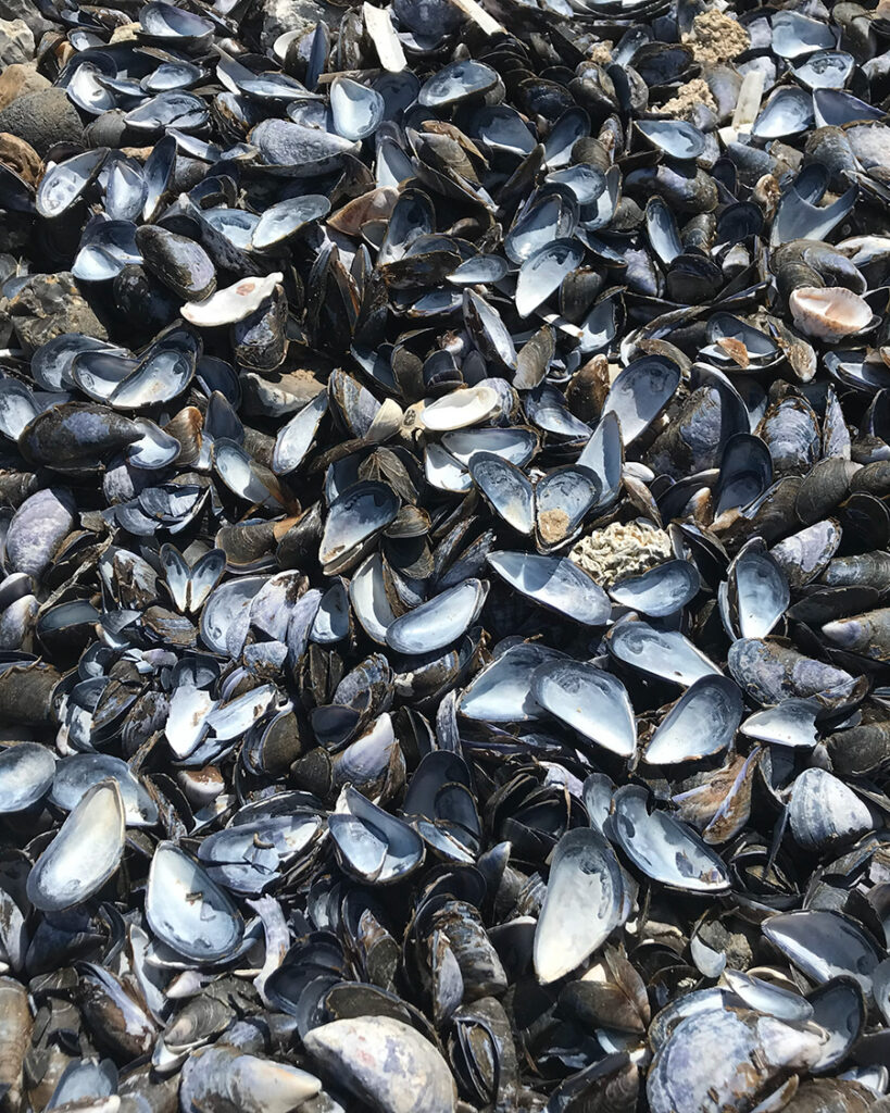 Muslingeskaller - Limfjorden er fuld af blåmuslinger